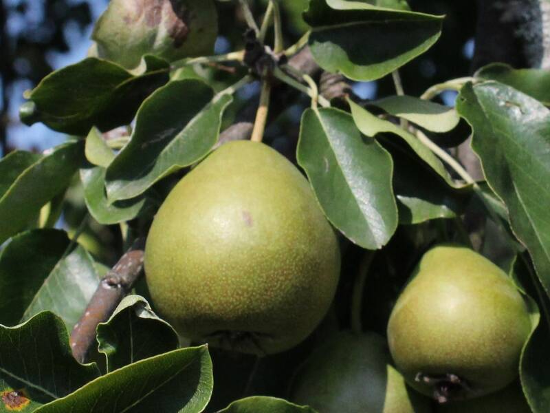 Nahaufnahme Baum mit Birnen