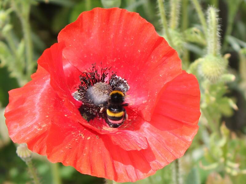 Nahaufnahme Mohnblume mit Biene auf Wiese