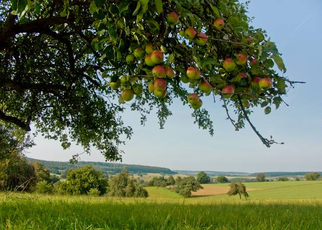 Baum mit Äpfeln im Vordergrund, Landschaft mit Wiesen, Feldern und Bäumen im Hindergrund.