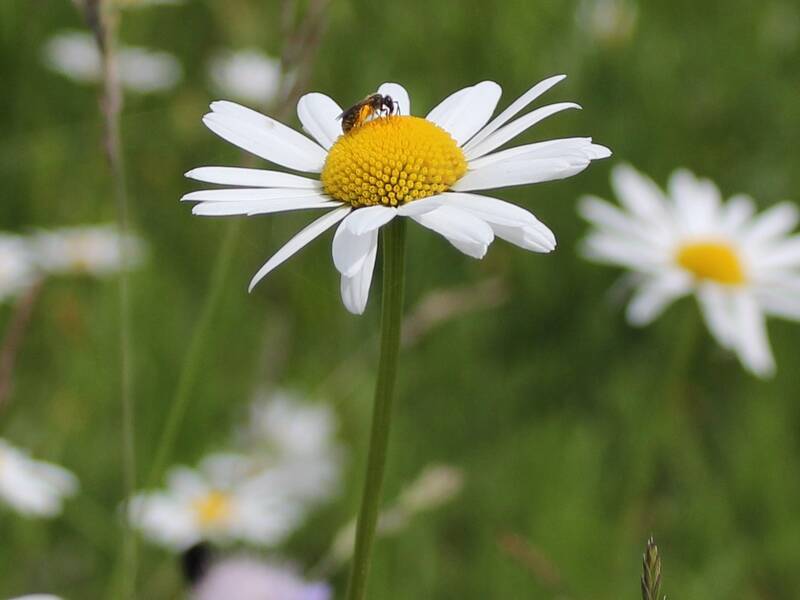 Margariten auf Wiese