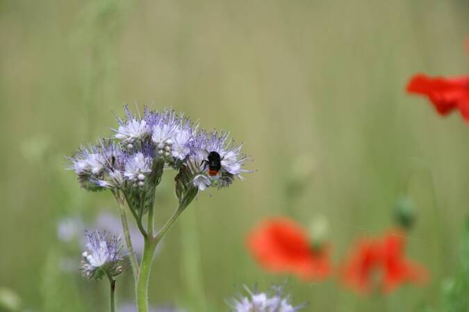 Bild mit Biene auf Blüte, Hindergrund Wies und Mohnblumen