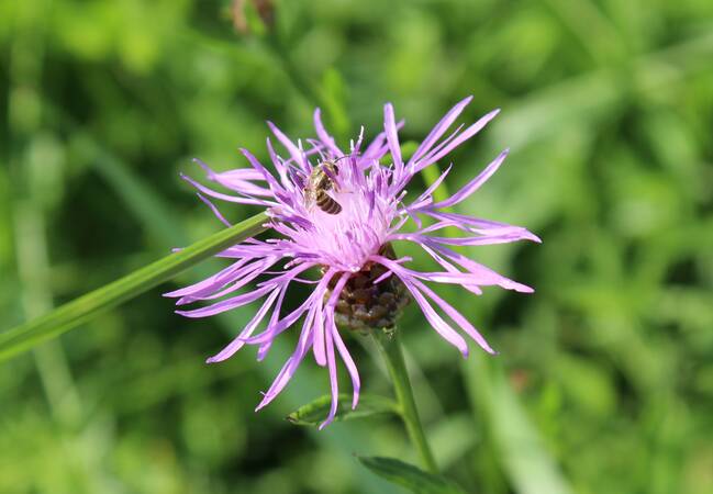 Nahaufnahme Wildbienen auf lila Blüte