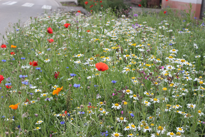 Wildblumenwiese neben Straße mit Zebrastreifen