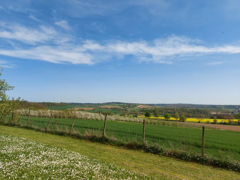 Idyllischer Blick in Richtung Dürrenbüchig. Man sieht blauen Himmel mit leichter Bewölkerung und Felder im Blütenstand.