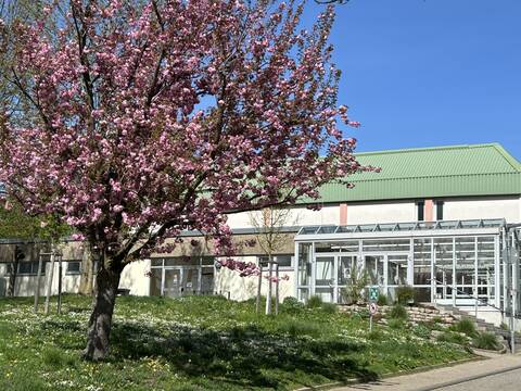 Böhnlichhalle von Außen, grünes Dach, weiße Fassade mit Verglasung, Davor eine grüne Wiese und ein Baum