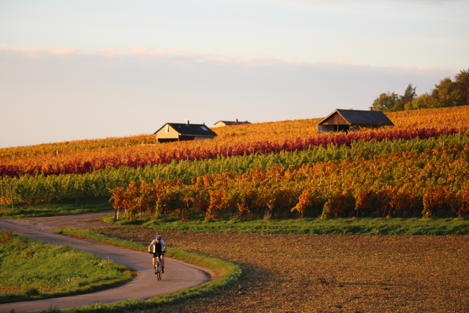 Ein Fahrradfahrer fährt auf einem gewundenen Weg neben dem Weinberg am Hasensprung, mit herbstlich gefärbten Reben bei Sonnenuntergang.