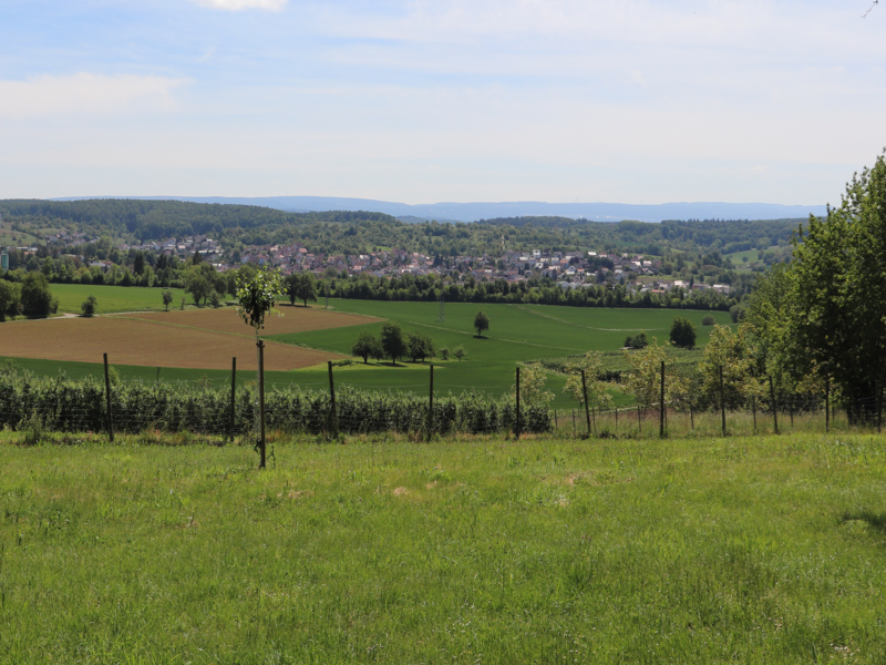 Wiese, in der Ferne Häuser und der Turm des Zementwerkes zu erkennen.