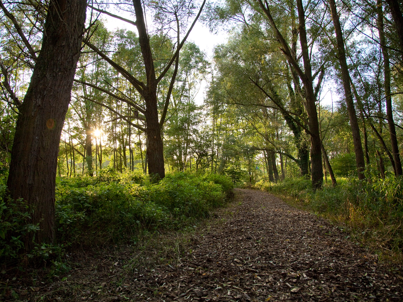 Waldweg mit Bäumen recht und link. Die Sonne spiegelt durch die Bäume