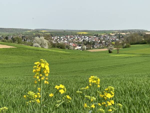 Grünes Feld. Im Vordergrund eine Blume mit gelben Blüten. Im Hintergrund Häuser
