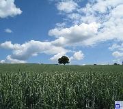 grünes Feld mit Baum im Hintergrund und blauem, bewöltem Himmel