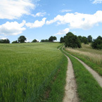 Landschaft mit grünem Feld und geschwungenem Feldweg Bäume im Hintergrund
